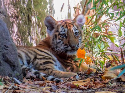 Tiger cub cute close up photo