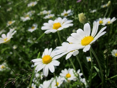 Scentless chamomile field chamomile wildflower photo