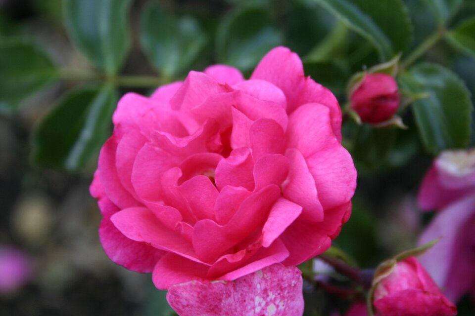 Summer plant petal
