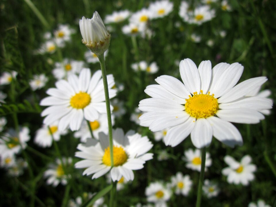 Scentless chamomile field chamomile wildflower