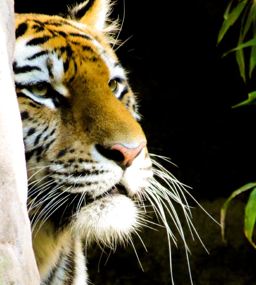 Stripes big cat animal