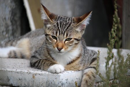 Cat baby young cat domestic cat photo