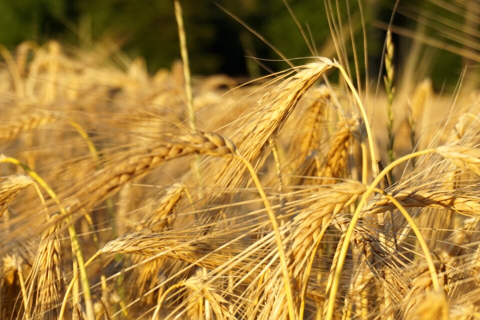 Nature grain fields mature
