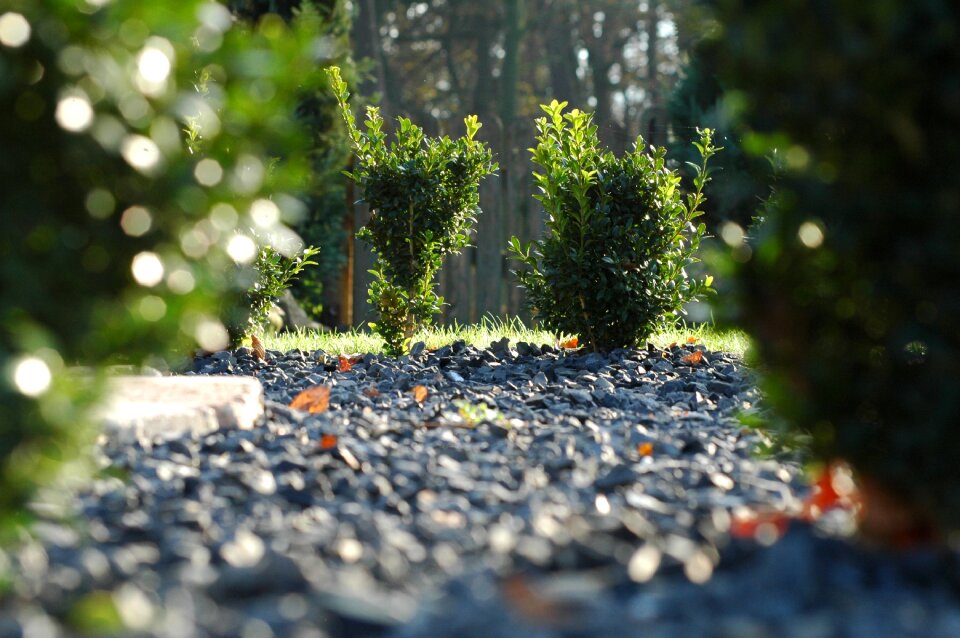 Boxwood landscape pebble