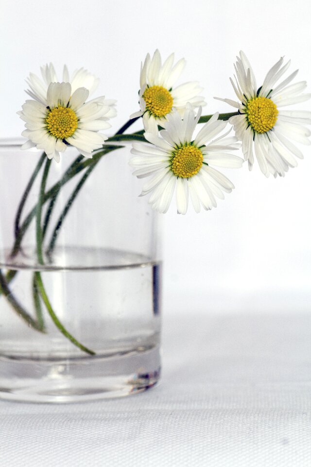 Daisy flower vase close up