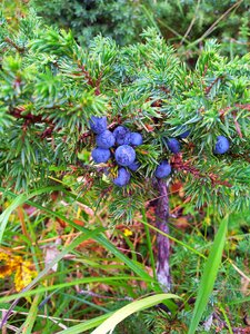 Juniper krupnyj plan needles