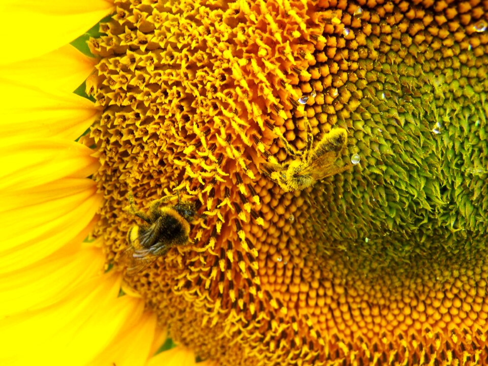 Sunflower pollination cultural plants