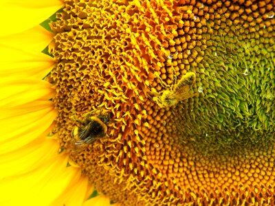 Sunflower pollination cultural plants