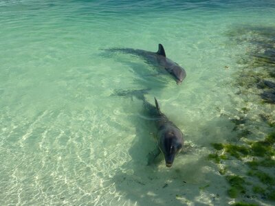 Blue couple cuba