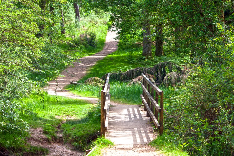 Woods woodland landscape