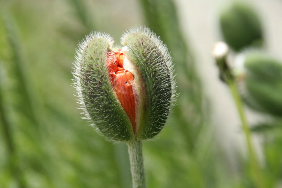Nature plant closeup