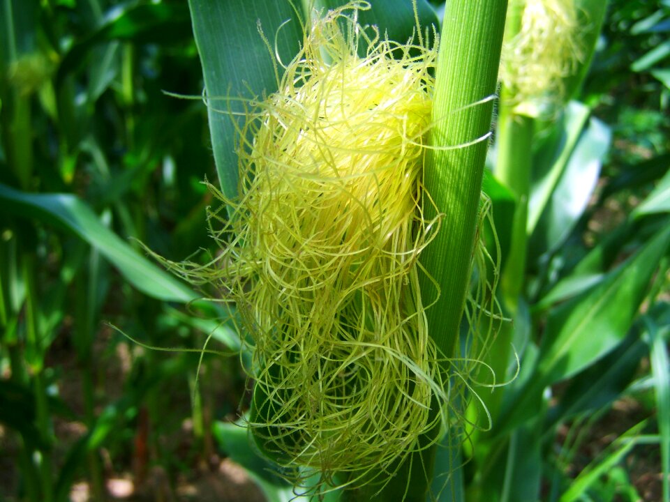 Corn corn pipe corn hair