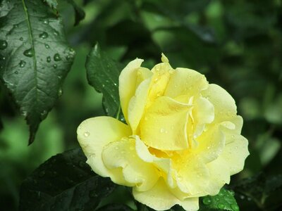Rose bush rose bush