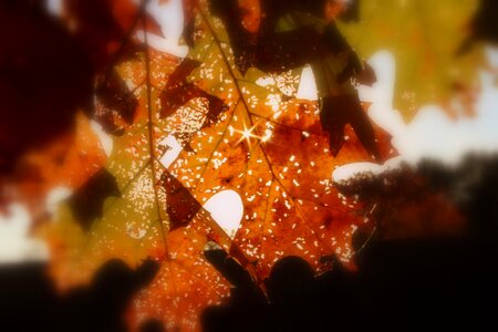 Fall leaves background season november