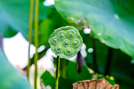 Lotus beads water wells vegetable seeds