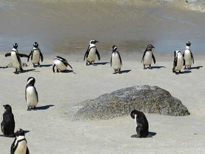 Cape peninsula penguin kappinguin photo