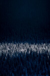 Landscape sunlight forest landscape