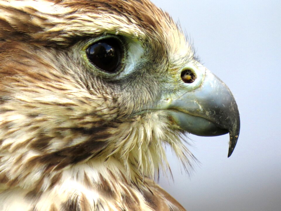 Bird prey predator