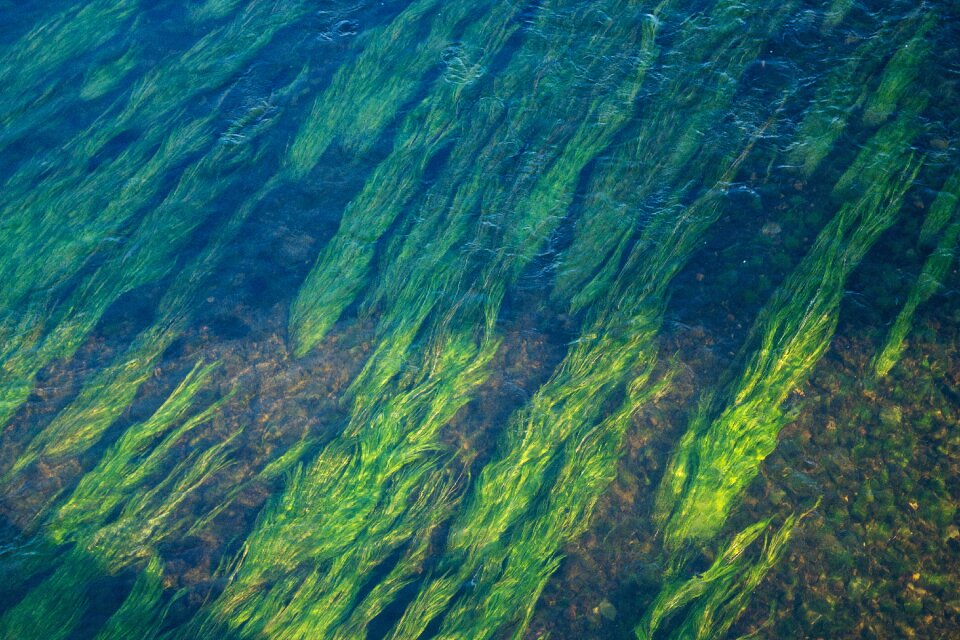 Green underwater nature