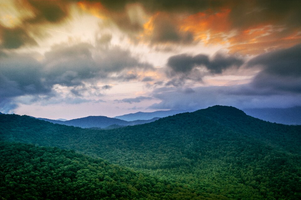 Woods wild wilderness