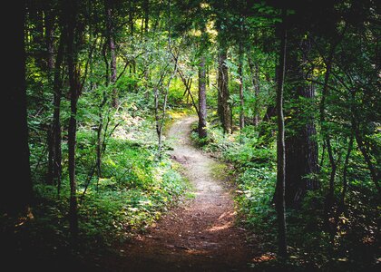 Path woods landscape