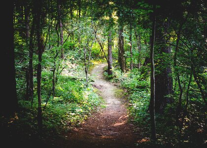 Path woods landscape photo