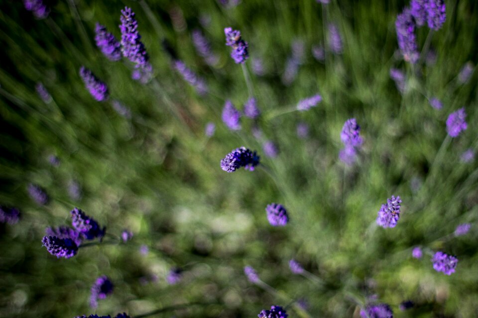 Flower floral herb