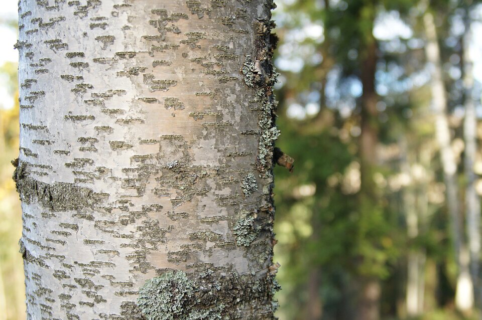 Forest tree nature