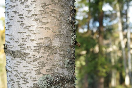 Forest tree nature