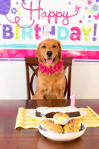 Birthday dog dog smiling dog