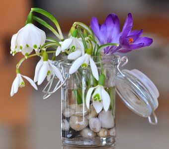 Flowers white purple