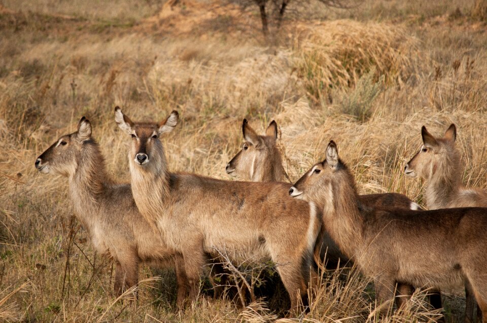 Safari wildlife wild