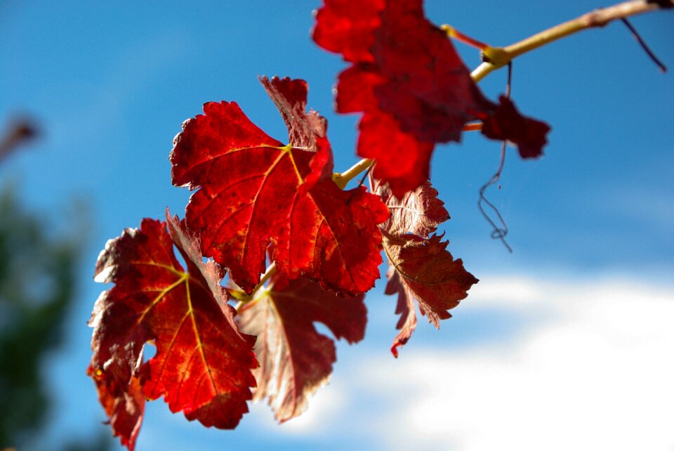 Vine leaves fall vineyard