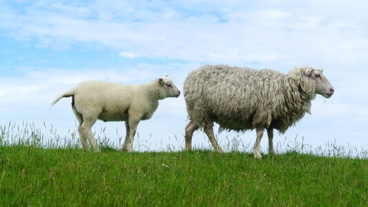 Texel dike animals