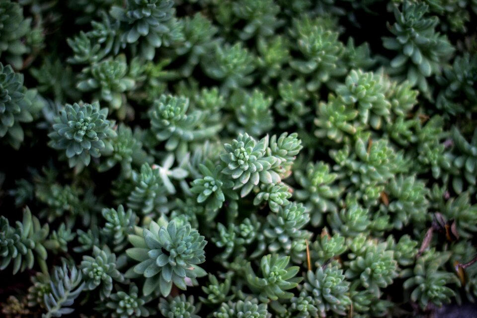 Cactus green hearty