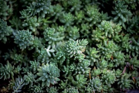 Cactus green hearty
