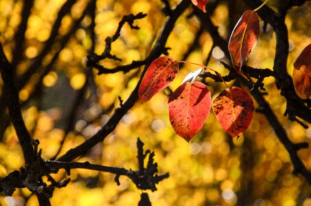 Fall season color