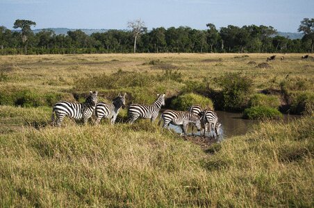 Africa nature wild