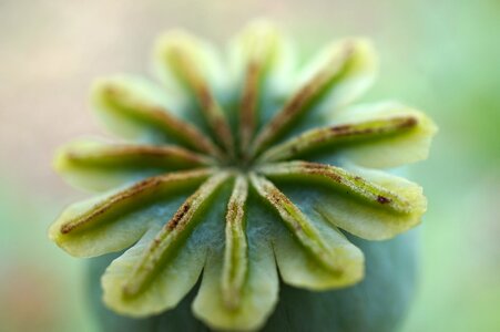 Faded flower color green