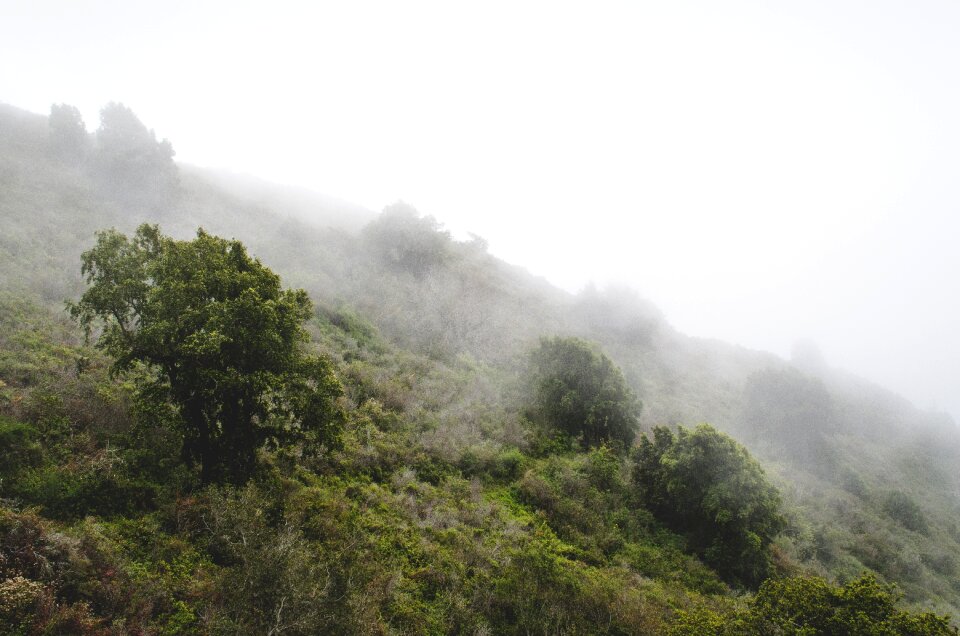 Vegetation wafts landscape