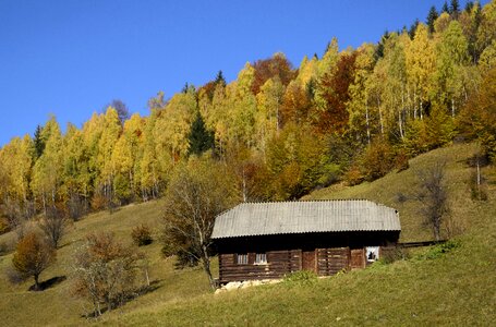 House home forest