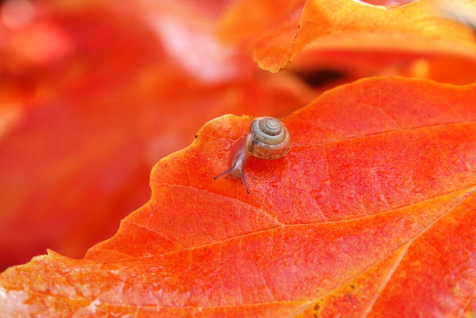 Foliage plant drop