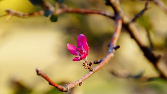 Flower pink spring