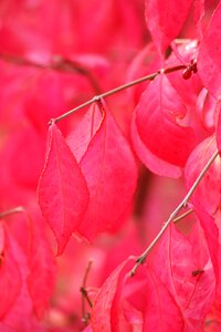 Foliage branch leaf plants
