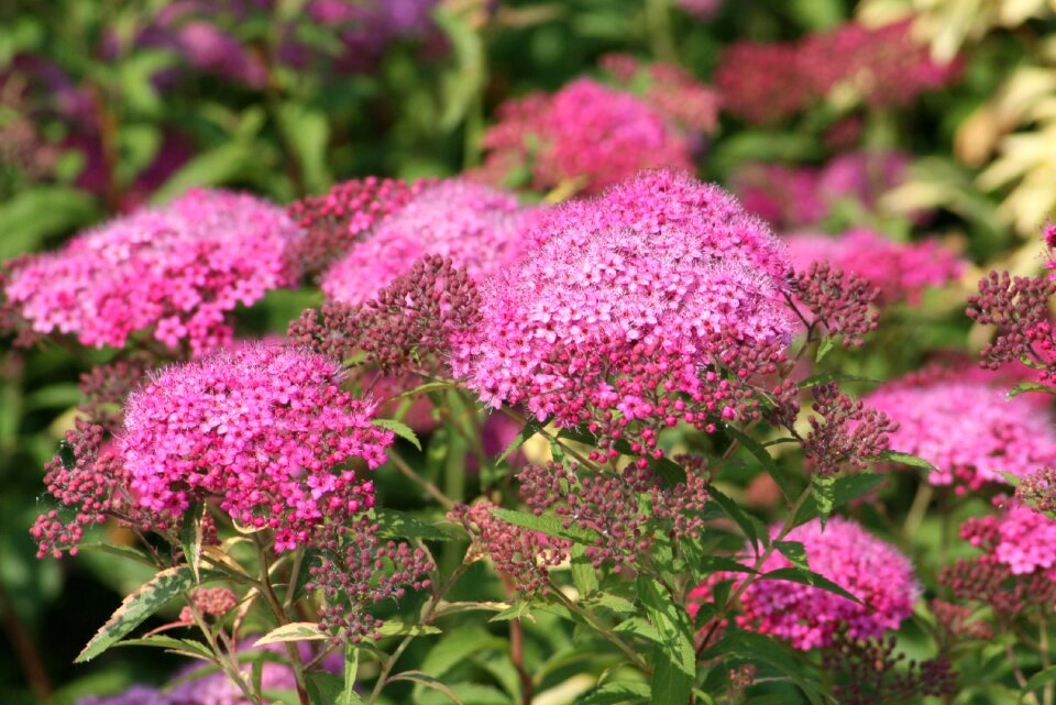 Plant bush pink flower photo