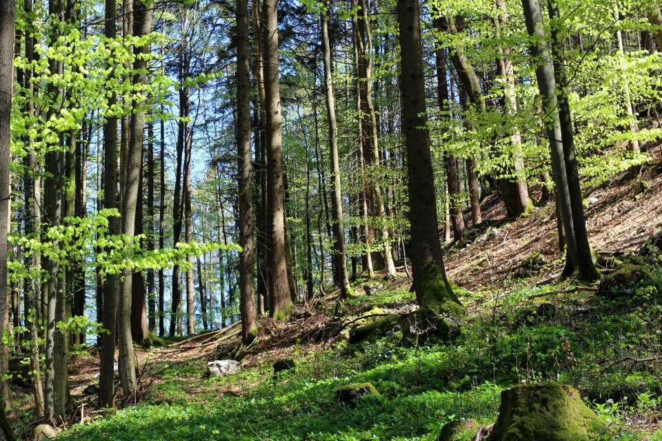Forest trees environment outdoor
