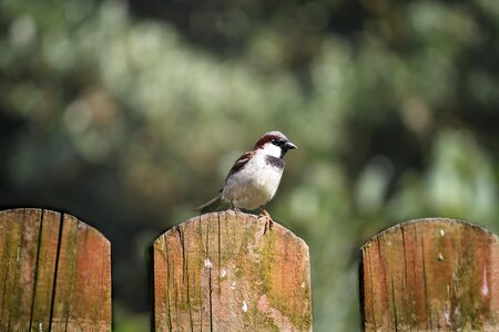 The sparrow bird nature photo