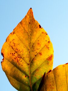 Fall season nature