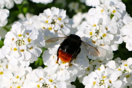 Flower flowers white photo