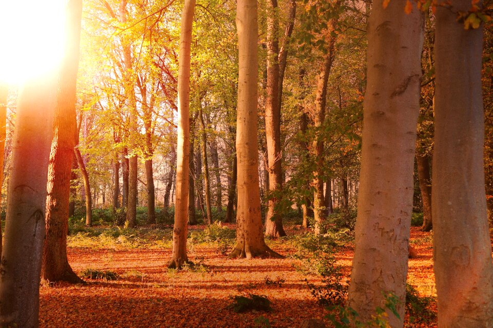 Landscape sunset lighting